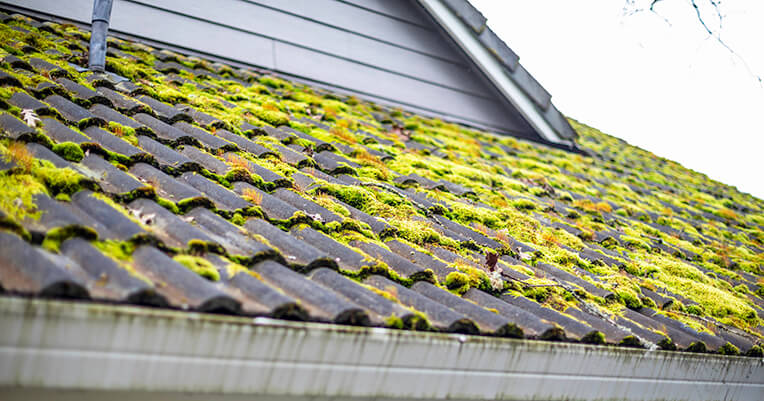 How to Address Algae Growth on Roofs: 6 Best Practices