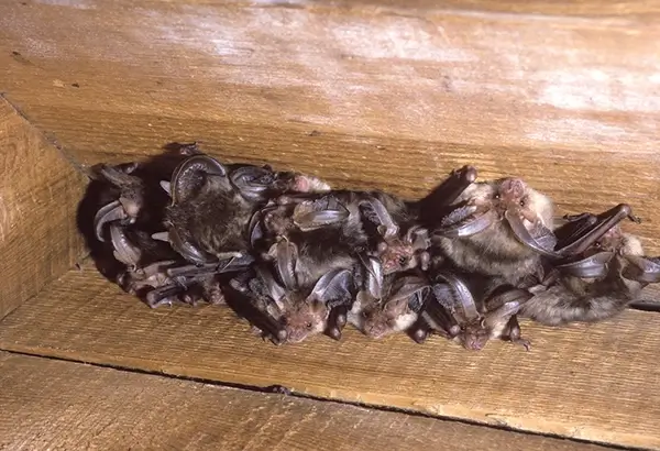 Bats inside roost