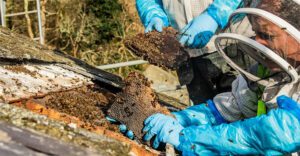 Bees Relocated for Historic Manor Re-Roof