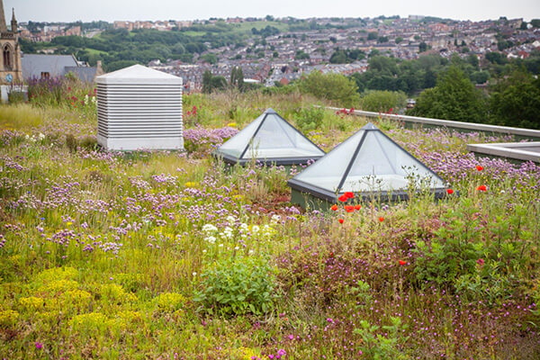 Green rooftop with wildflowers - sustainable specification