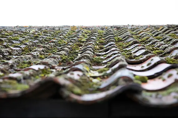 Roof covered in moss