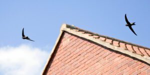 Check for Swift Nests Before Starting Work on a Roof this Summer Urge NFRC
