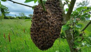 Green Roof Manufacturer Throws Support Behind ‘Swarm Savers’ Bee Initiative
